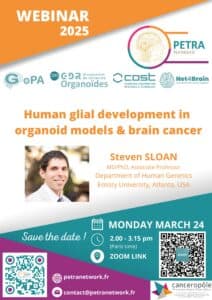 Human glial development in organoid models & brain cancer